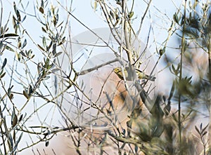 Phylloscopus collybita, chiffchaff,