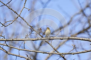 (Phylloscopus collybita)on a tree branch