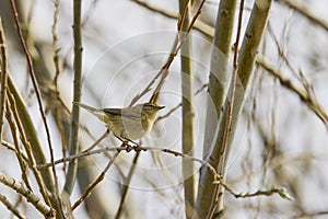 (Phylloscopus collybita)on a tree branch