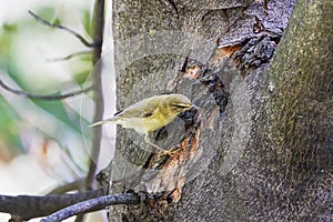 Phylloscopus nitidus looking for food on a tree