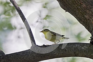 Phylloscopus nitidus looking for food on a tree