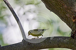 Phylloscopus nitidus looking for food on a tree