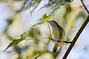 Phylloscopus nitidus looking for food on a tree