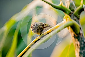 Phylloscopus reguloides Blyth's leaf warbler bird in the forest