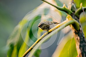 Phylloscopus reguloides Blyth's leaf warbler in the forest