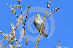 Phylloscopus trochilus. Warbler in spring against the blue sky