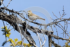 Phylloscopus trochilus, Willow Warbler