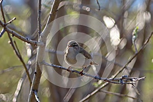 Phylloscopus trochilus. Willow Warbler among the Branches