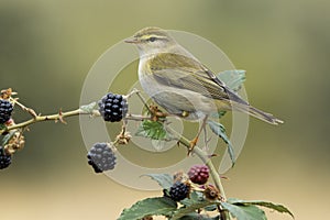 Phylloscopus trochilus, Willow Warbler perched on a blackberry branch on a uniform green background.