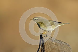 Phylloscopus trochilus, Willow Warbler perched on a branch. Migratory insectivorous bird. Spain. Europe