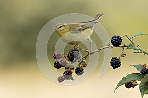 Phylloscopus trochilus, Willow Warbler perched on a branch. Migratory insectivorous bird. Spain. Europe