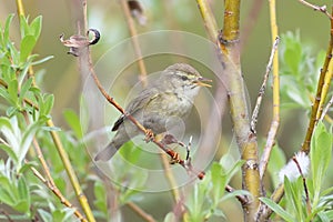 Phylloscopus trochilus. Willow Warbler sits among the branches and foliage of the willow