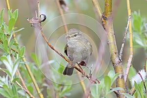 Phylloscopus trochilus. Willow Warbler sitting in the branches of a willow