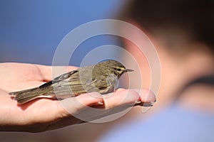 Phylloscopus trochilus, the Willow warbler, sitting in hand