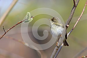 Phylloscopus trochilus. Willow Warbler spring in the North of Western Siberia