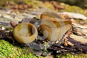 Phylloscypha phyllogena or Peziza phyllogena commonly known as the common brown cup or the pig-ear cup. photo