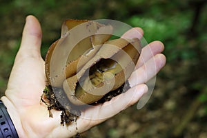 Phylloscypha phyllogena or Peziza phyllogena commonly known as the common brown cup or the pig-ear cup. photo