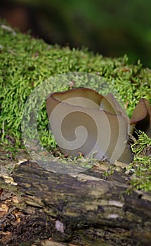 Phylloscypha phyllogena or Peziza phyllogena commonly known as the common brown cup or the pig-ear cup. photo