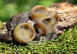 Phylloscypha phyllogena or Peziza phyllogena commonly known as the common brown cup or the pig-ear cup photo