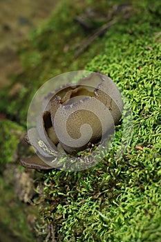 Phylloscypha phyllogena or Peziza phyllogena commonly known as the common brown cup or the pig-ear cup photo