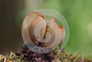 Phylloscypha phyllogena or Peziza phyllogena commonly known as the common brown cup or the pig-ear cup. photo