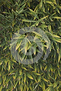 Phyllostachys aurea, bamboo hedge