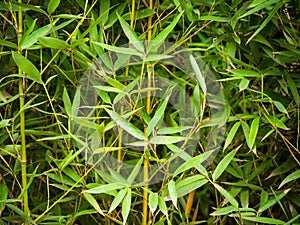 Phyllostachys Aurea is a Species of Bamboo