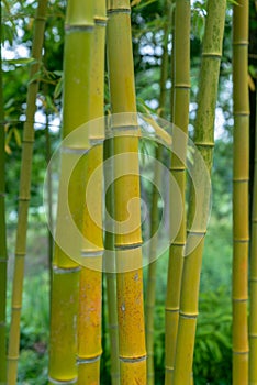 Phyllostachys aureosulcata aureocaulis bamboo