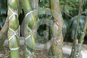 Phyllostachys heterocycla bamboo