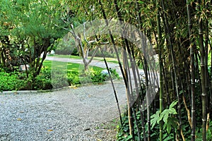 Phyllostachys Nigra bamboo forest in the garden