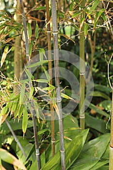 Phyllostachys nigra, black bamboo in the garden