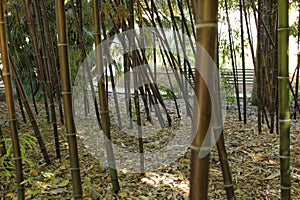 Phyllostachys nigra, black bamboo in the garden, Valencia