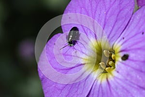 Phyllotreta cruciferae on purple aubrieta flower