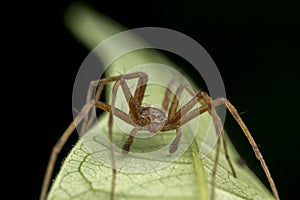Phylodromidae Sp. male spider posing on green leaf portrait photo