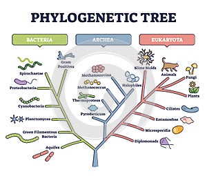Phylogenetic tree, phylogeny or evolutionary classification outline diagram photo