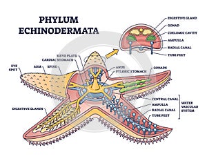 Phylum echinodermata or starfish anatomy with inner structure outline diagram