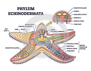 Phylum echinodermata or starfish anatomy with inner structure outline diagram photo