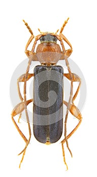 Phymatodes testaceus male