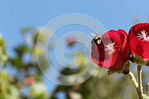 Phymosia Umbellata flowers in the garden and bee pollinating