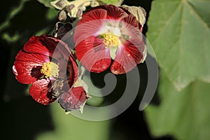 Phymosia Umbellata flowers in the garden and bee pollinating