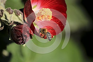 Phymosia Umbellata flowers in the garden and bee pollinating