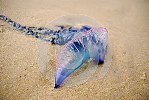 Physalia or man-o-war jellyfish on the beach