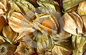 Physalis