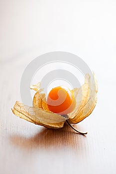 Physalis
