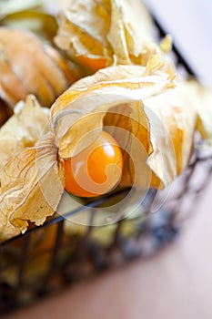 Physalis