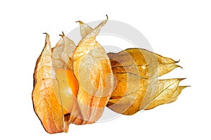 Physalis