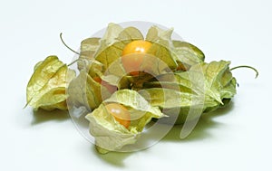 Physalis