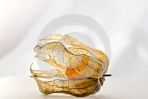 Physalis