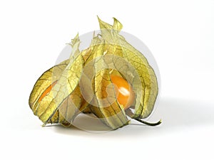 Physalis photo