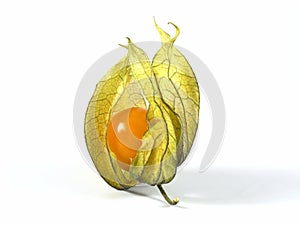 Physalis